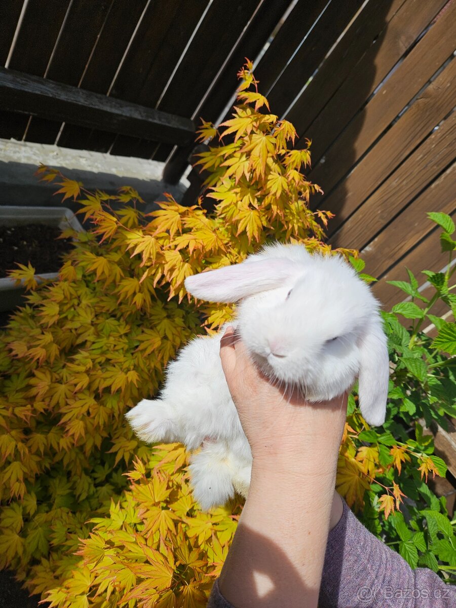 Zakrslý králík - 11