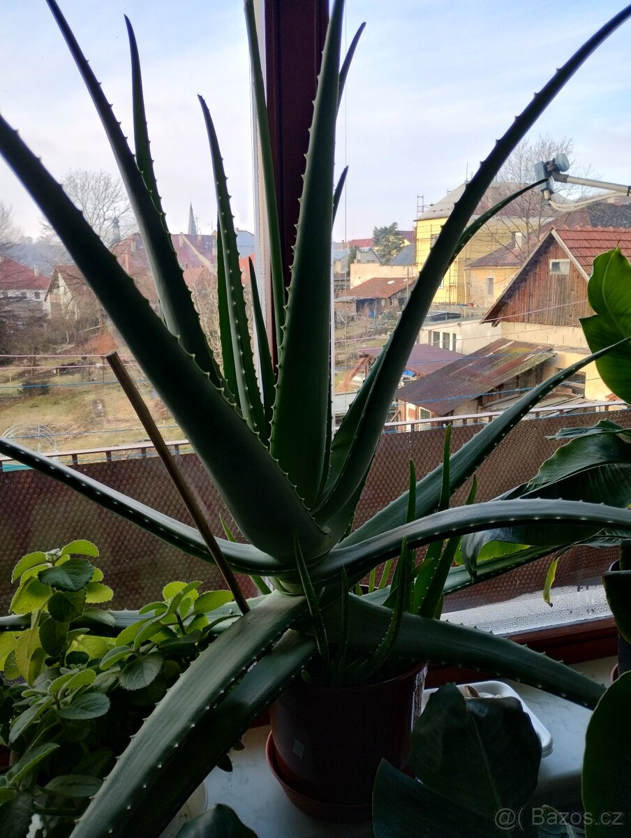 PRODÁM 3 KUSY BANÁNOVNÍKŮ A 4 KUSY ALOE VERA LÉČIVÉ - 11