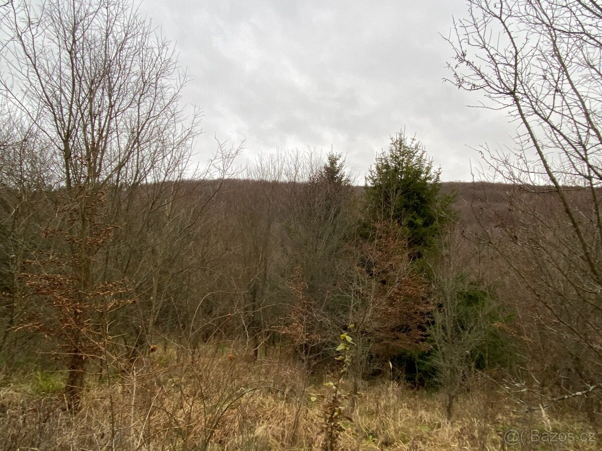 Lesní pozemek Šarovy - 11