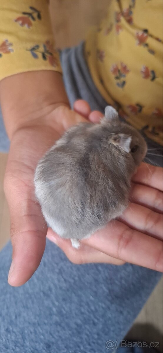 Křeček džungarský - 11