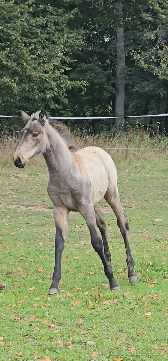 TOP klisnička PSL - 11
