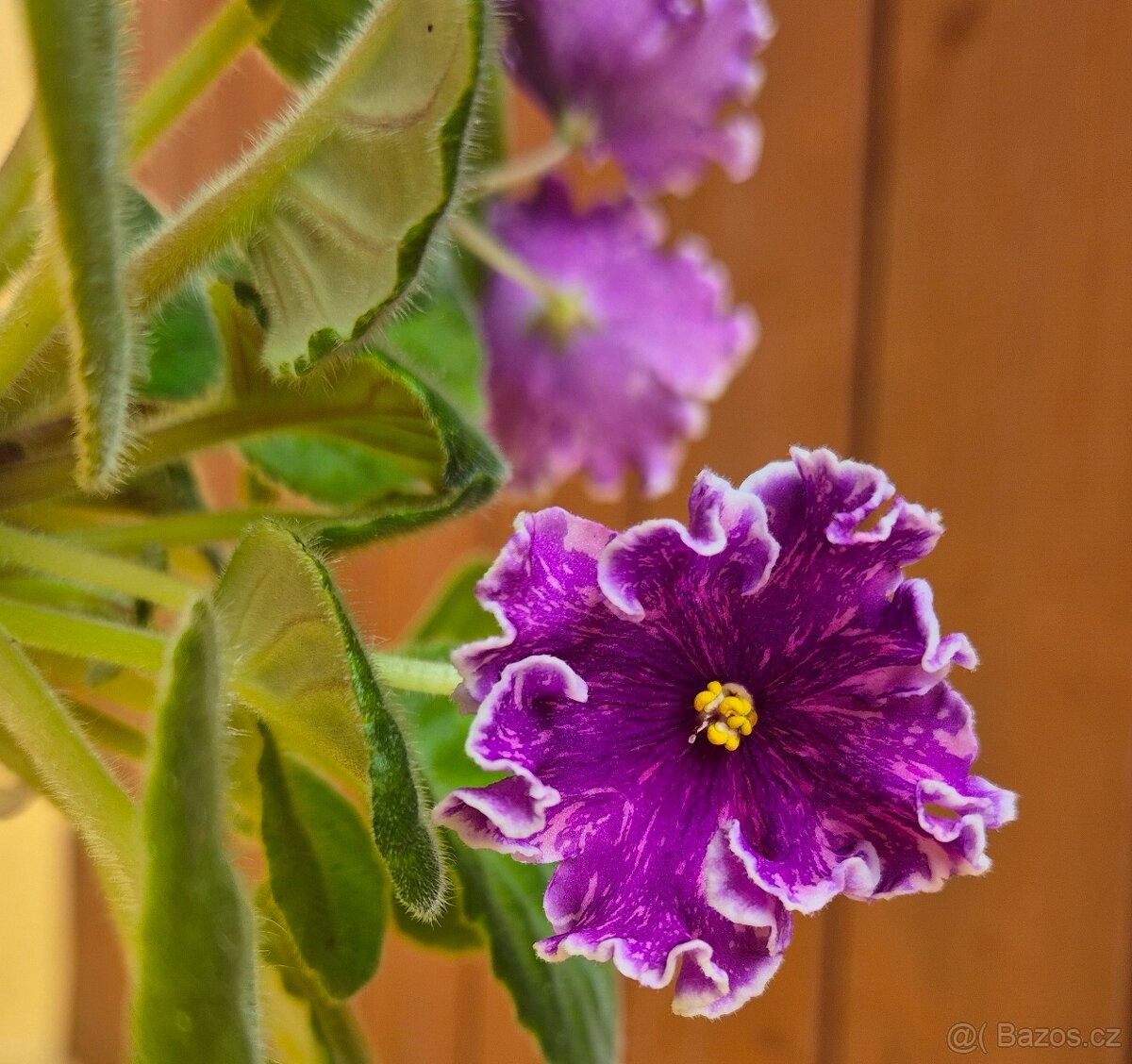 Africké fialky - Saintpaulia - 11