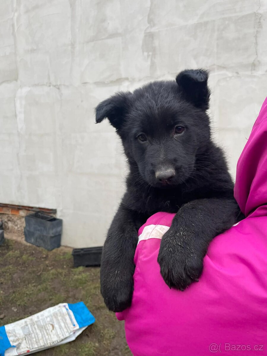 Německý ovčák - 11