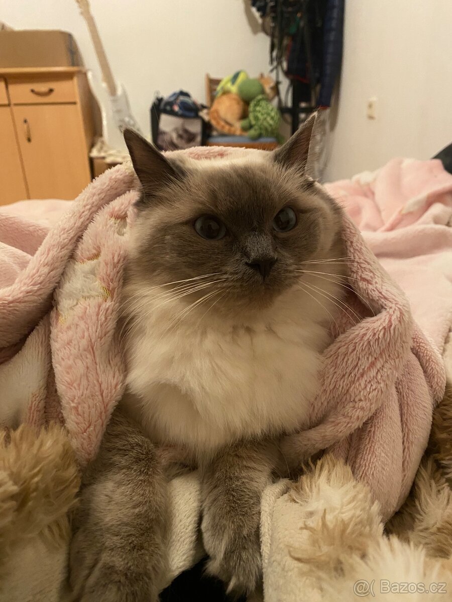 Hledám dočasnou péči pro Ragdoll kočičku - 11