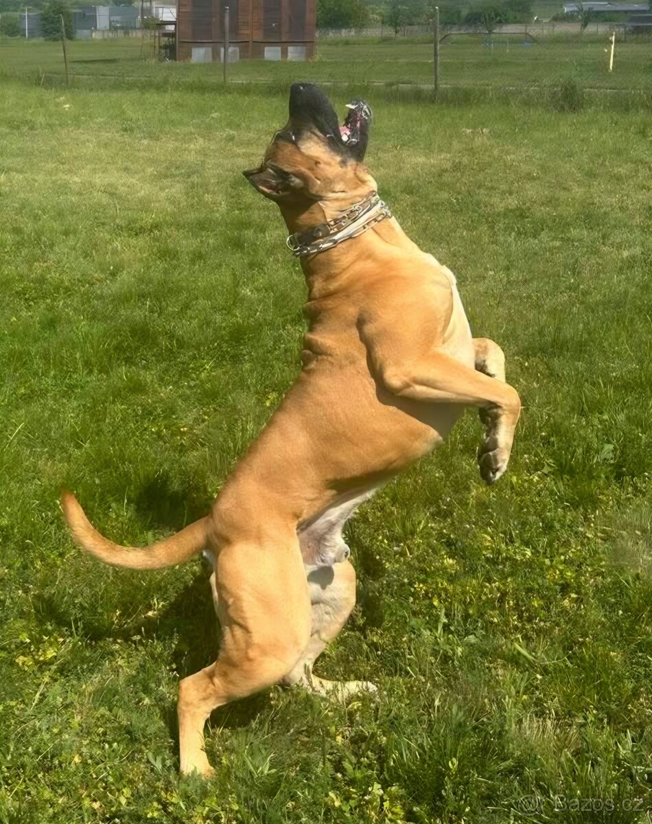 Cane corso s PP - 11