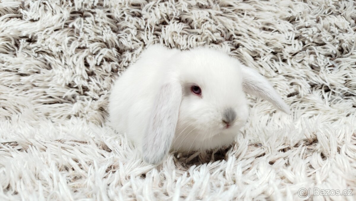 Zakrslý beránek, králíček, králík - MOLLY - 11