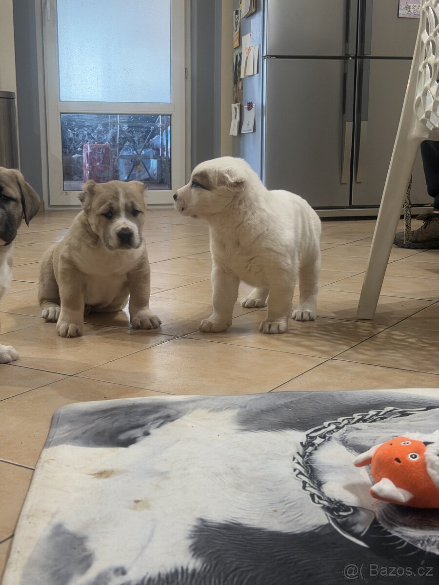 Středoasijský pastevecký pes štěňátka - 11