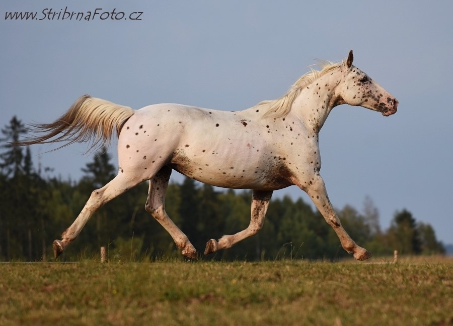 Nádherná klisna sportovního knabstruppera - 11