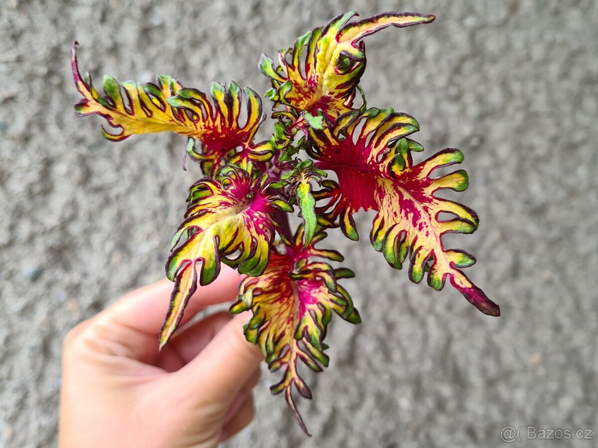 Africké okrasné kopřivy COLEUS SEMENA - 11