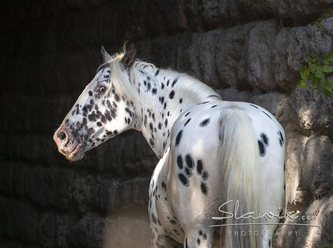 Hřebec original Knabstrupper - 11