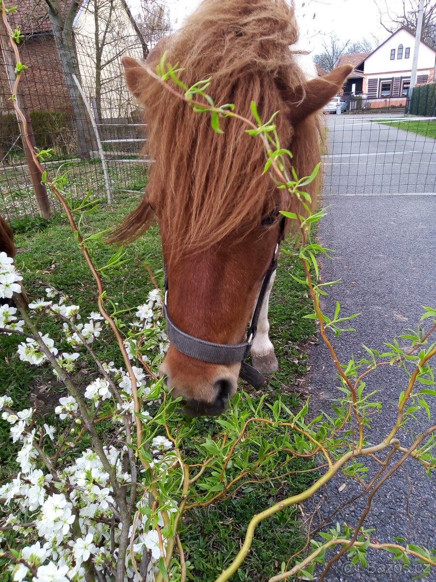 Poník - 11