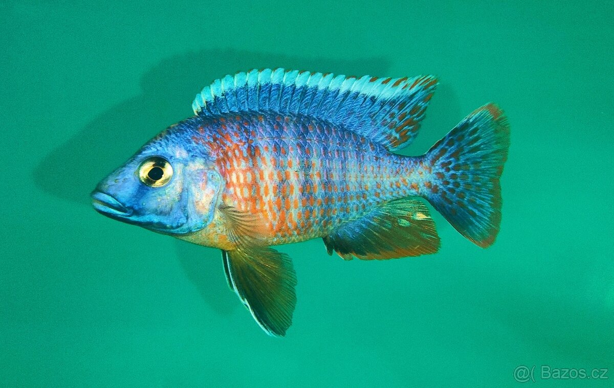 Tlamovci Malawi 17 - 11