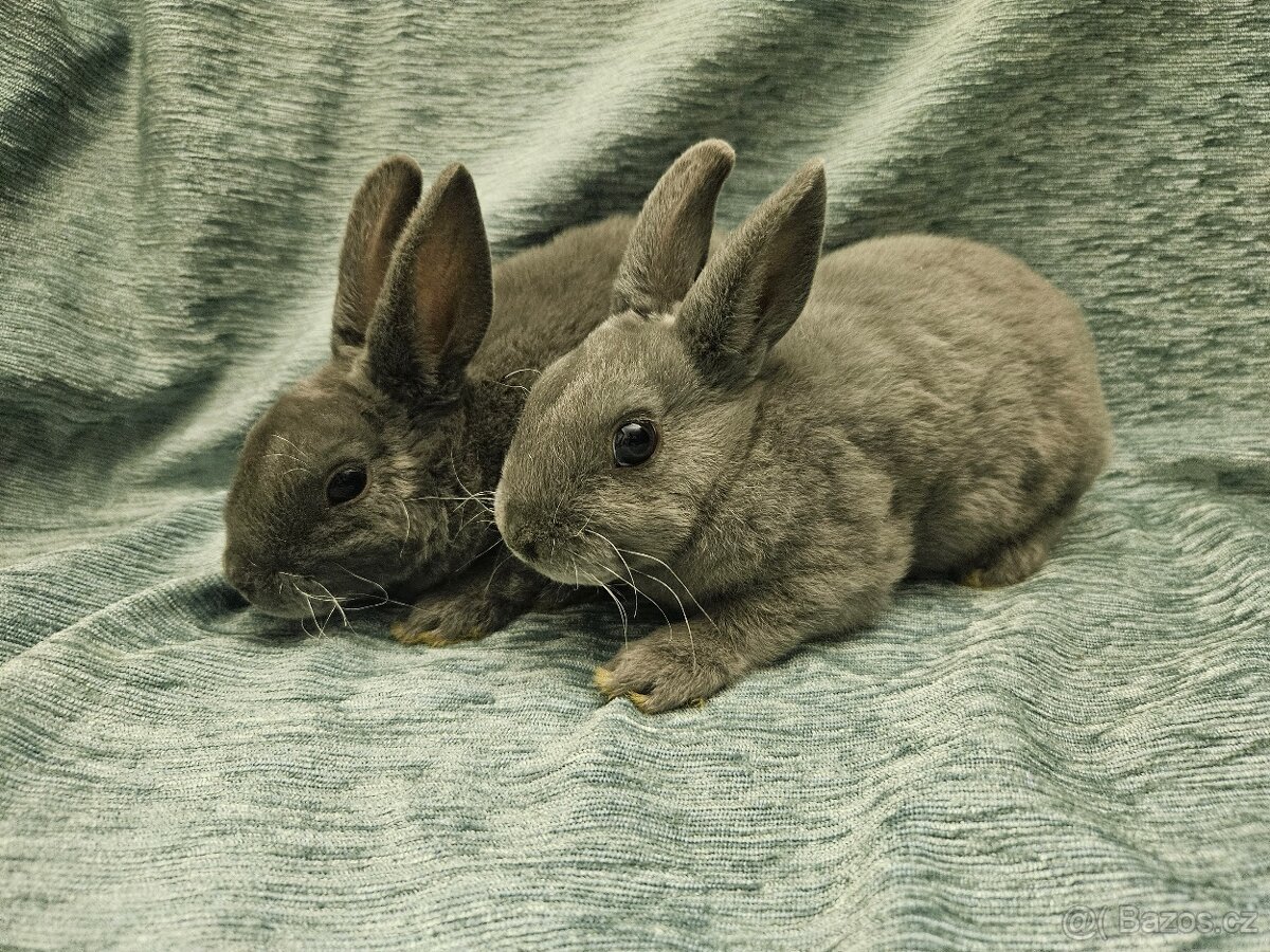 Zakrslý králíček - 11