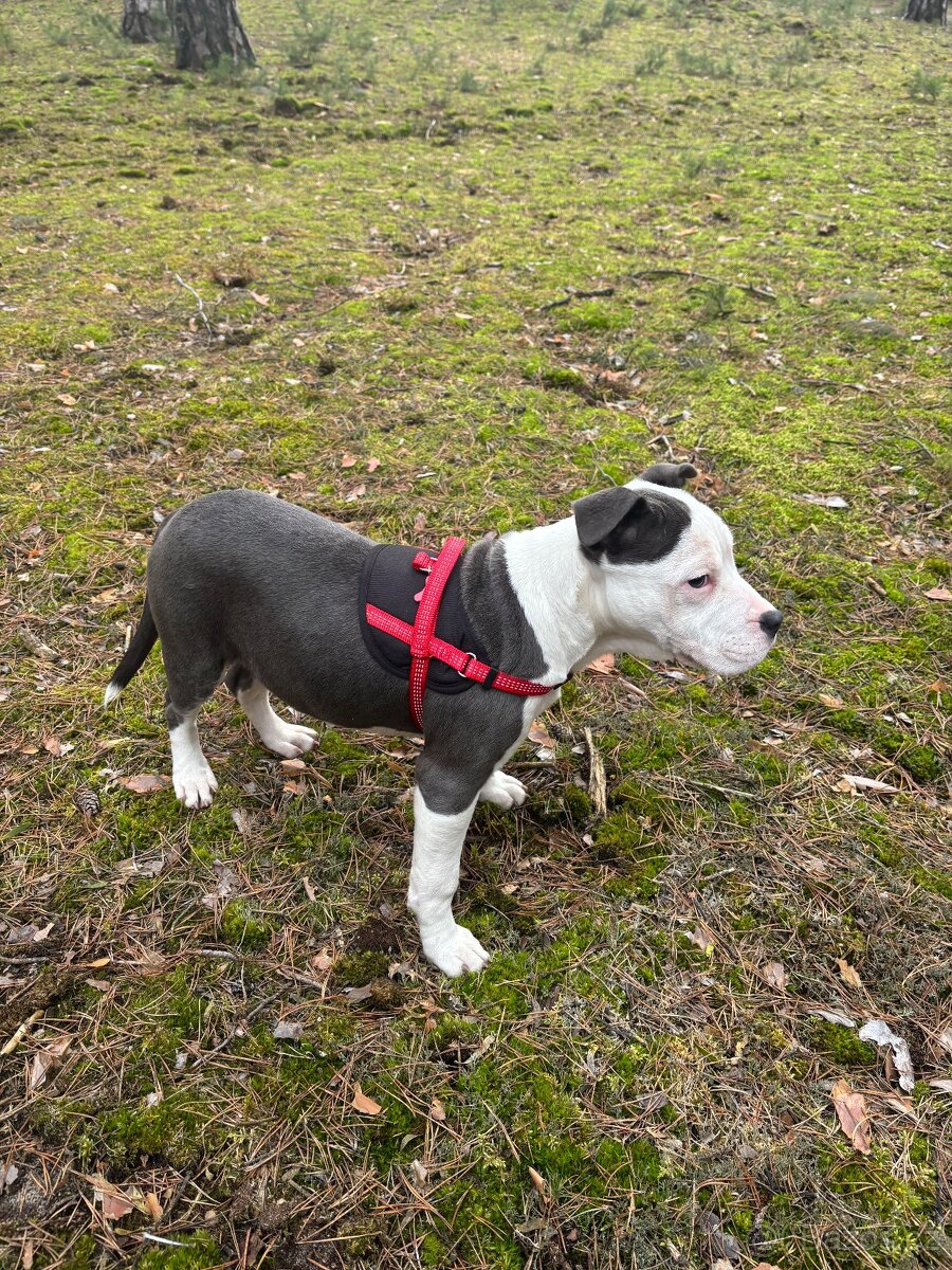 Americký stafordsirsky terier, Stafford, amstaf - 11