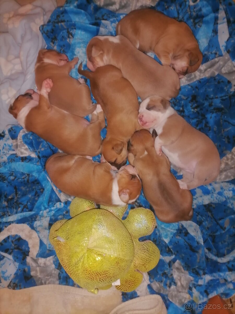 Americký stafordšírský teriér bez pp - 11