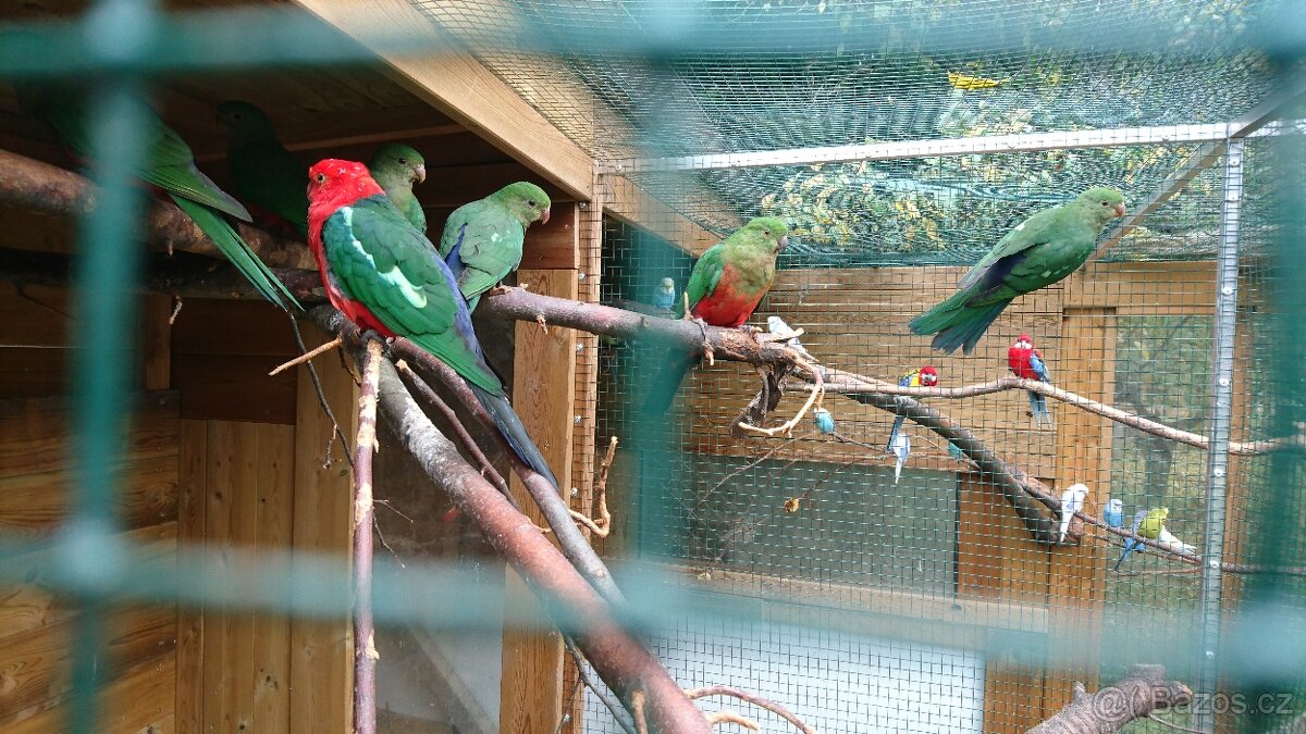 Prodám letošní odchovy. 2025 - 11