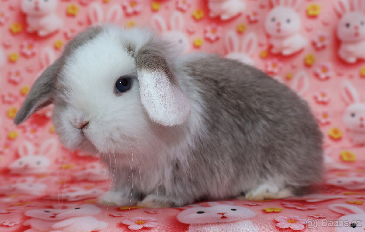 Zakrslí beránci NHD modrá očka . - 11