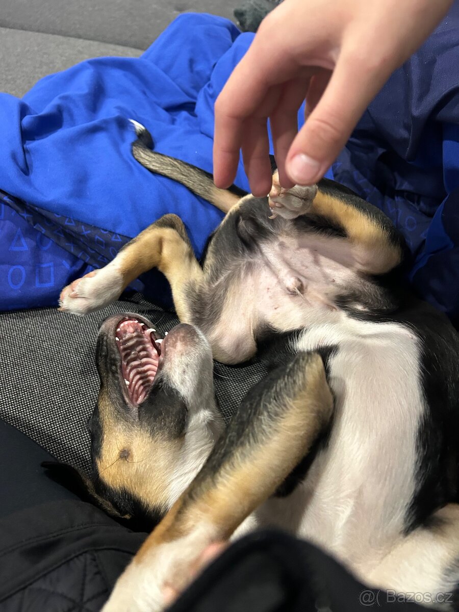 Štěně do dobrého domova - 11