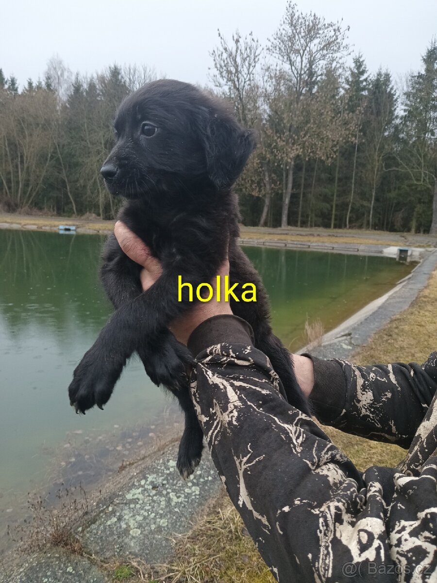 Poslední Vánoční štěňátka - 11