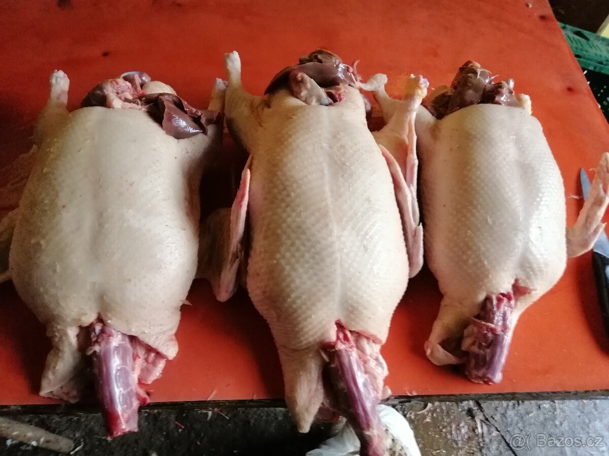 Domácí kuřata a kachny - 11