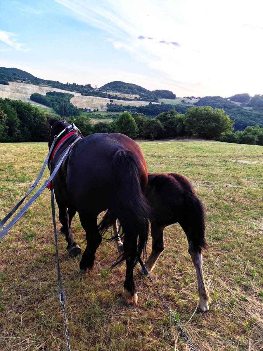 Norik Muránsky - 11