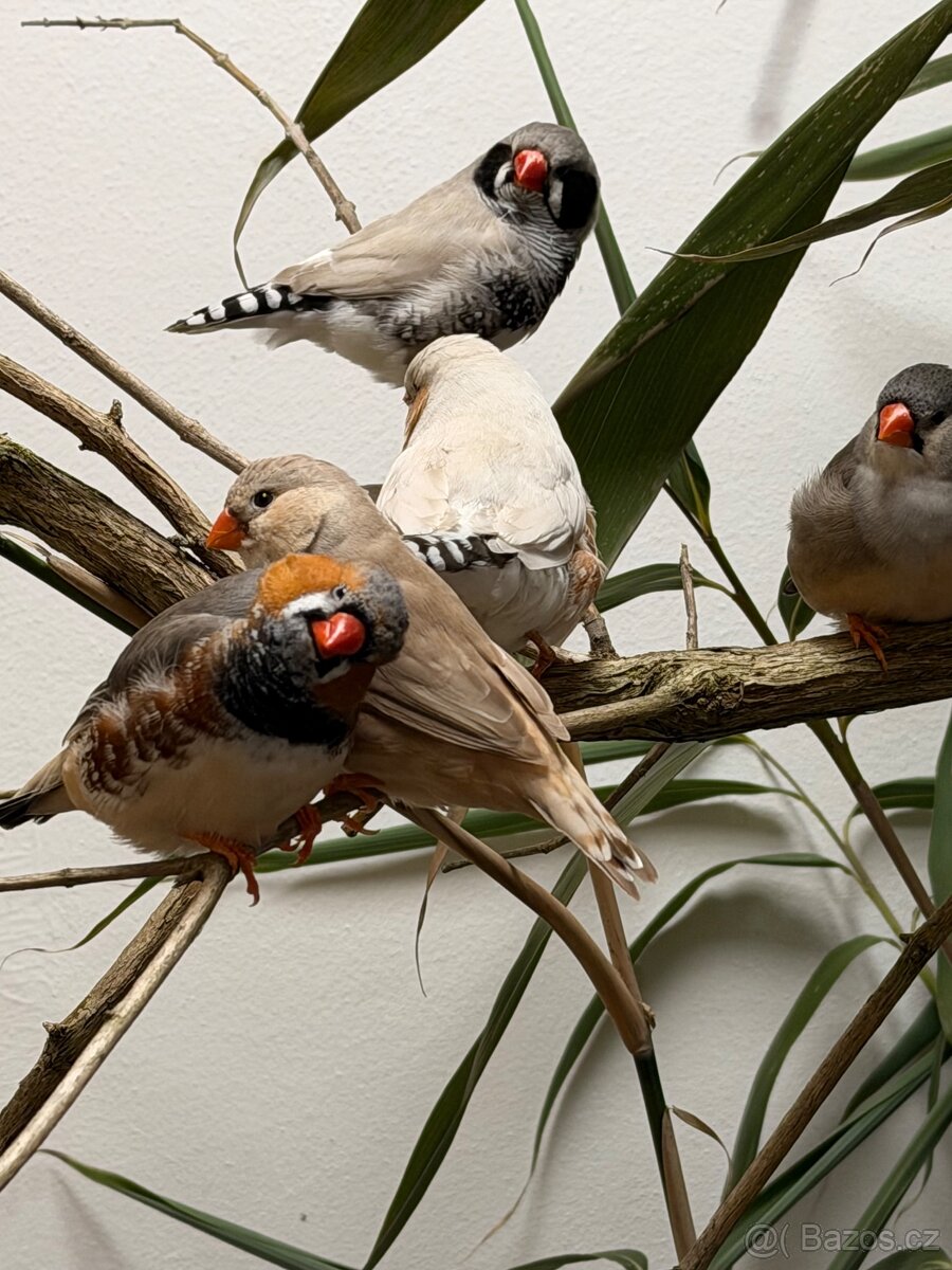 Výstavní zebřičky - 11