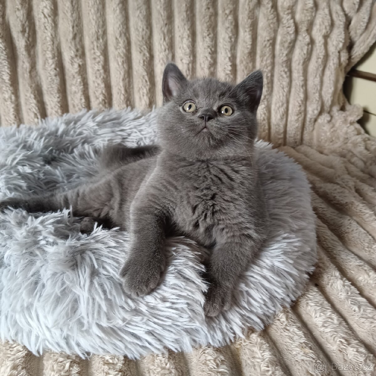 Britská koťata - 11