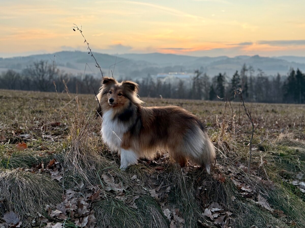 Sheltie dlouhosrsta s PP - kryti - 11