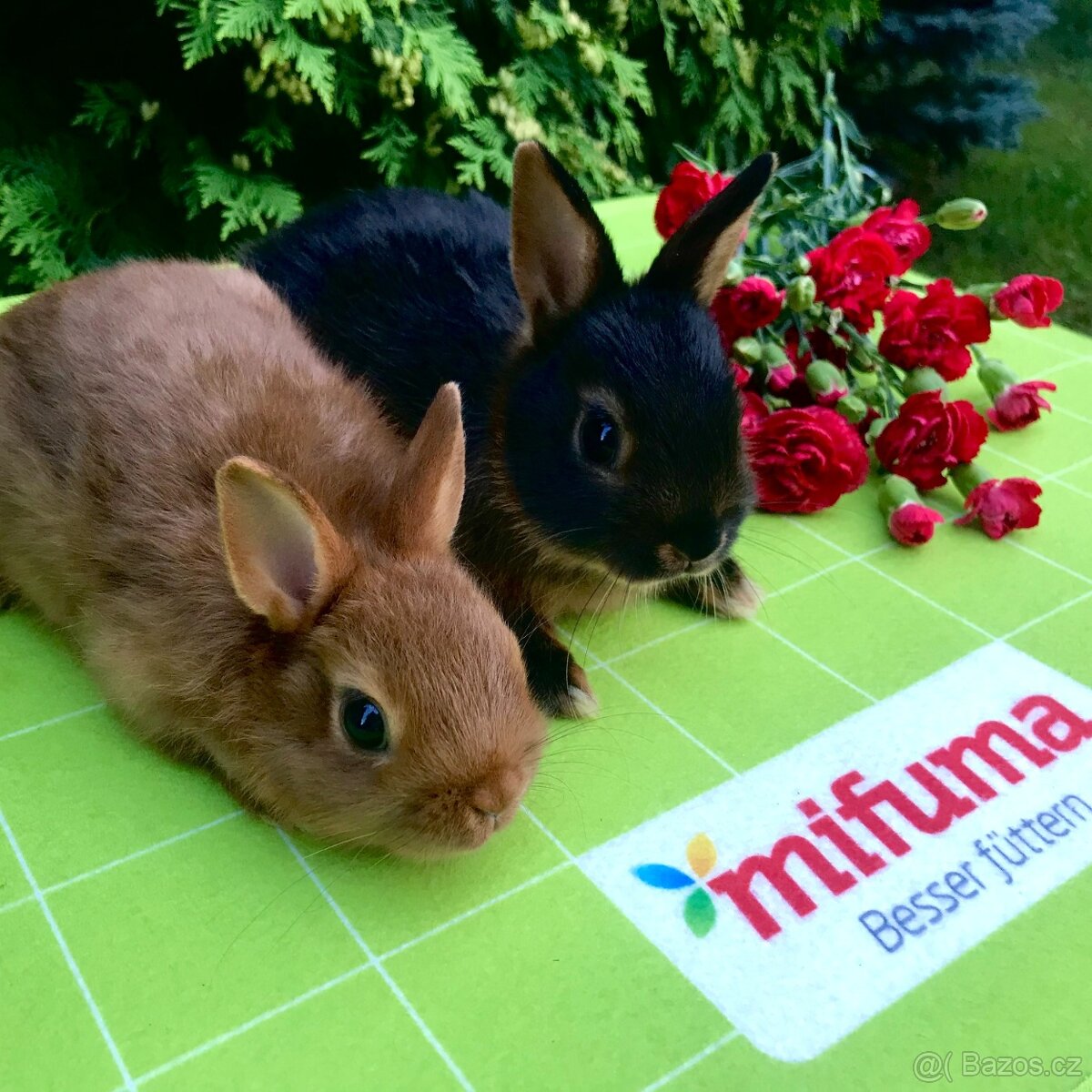 Mláďata zakrslých králíčků přímo od chovatele - 11