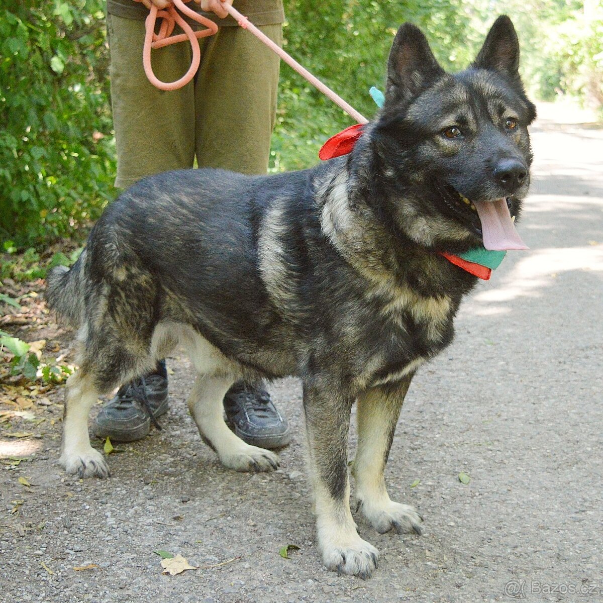 🐾 SIMBAD – energický hrdina s velkým srdcem - 11