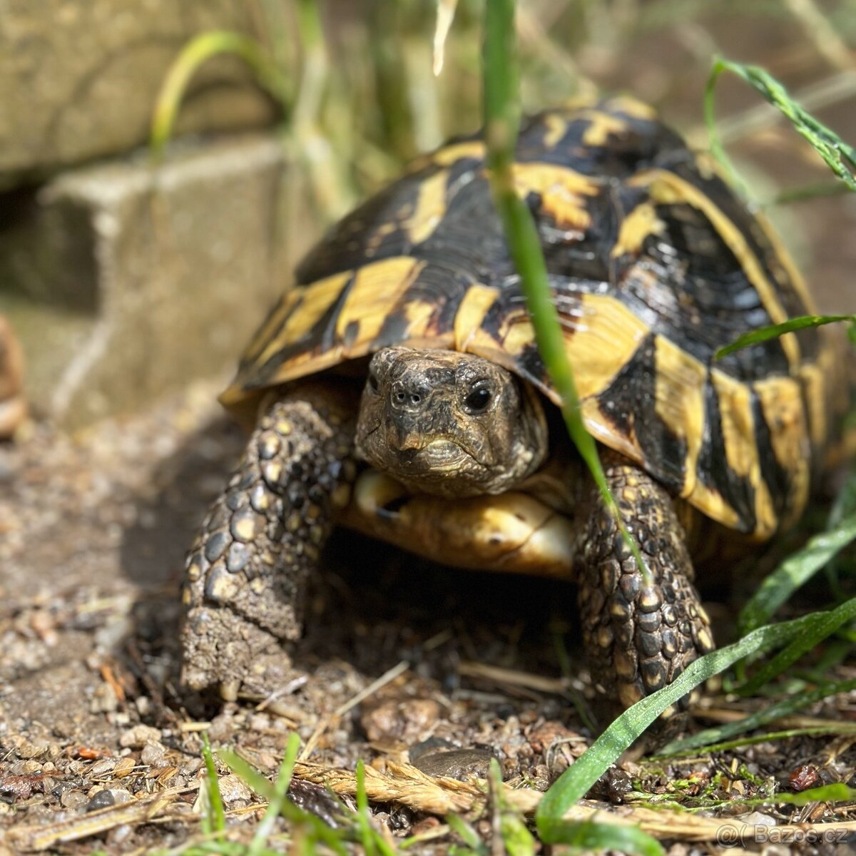 Suchozemská želva + vybavení k chovu - 11