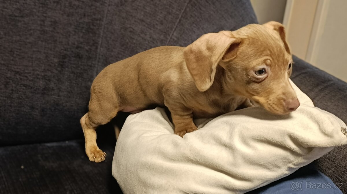 Jezevčík trpasličí pejsek bez PP - 11