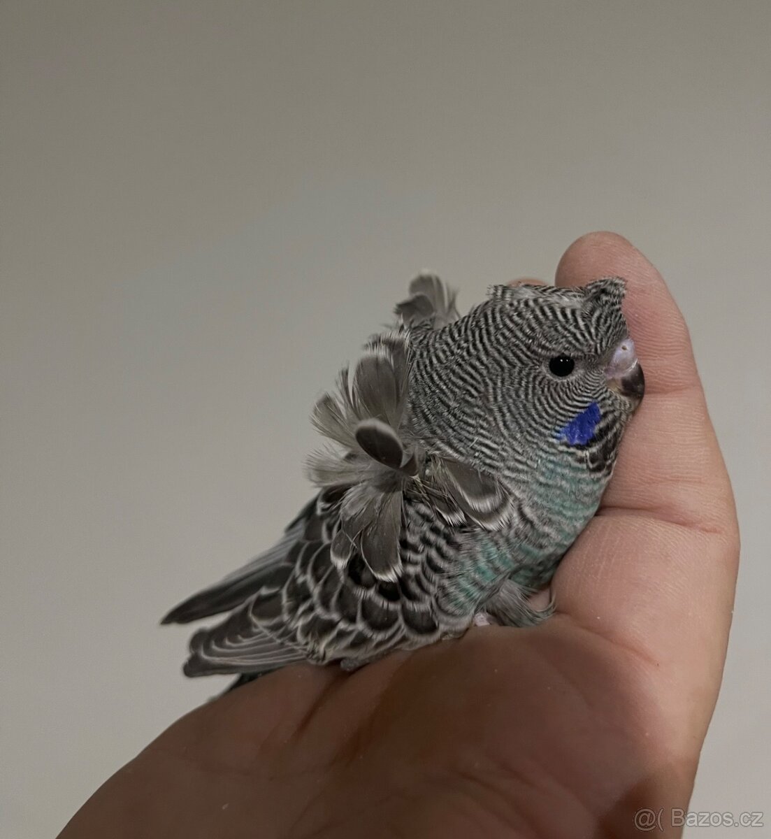 Andulka Blackface Hagoromo (helikoptéra) - 11