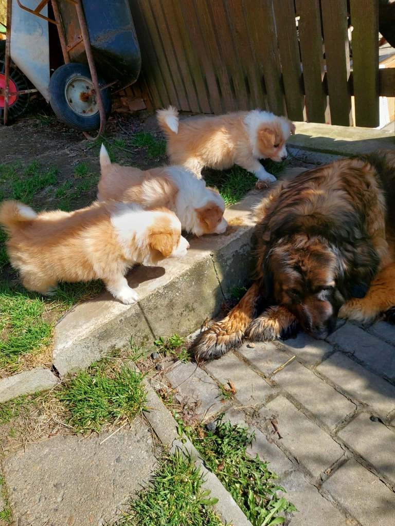 border kolie ee - red - 11