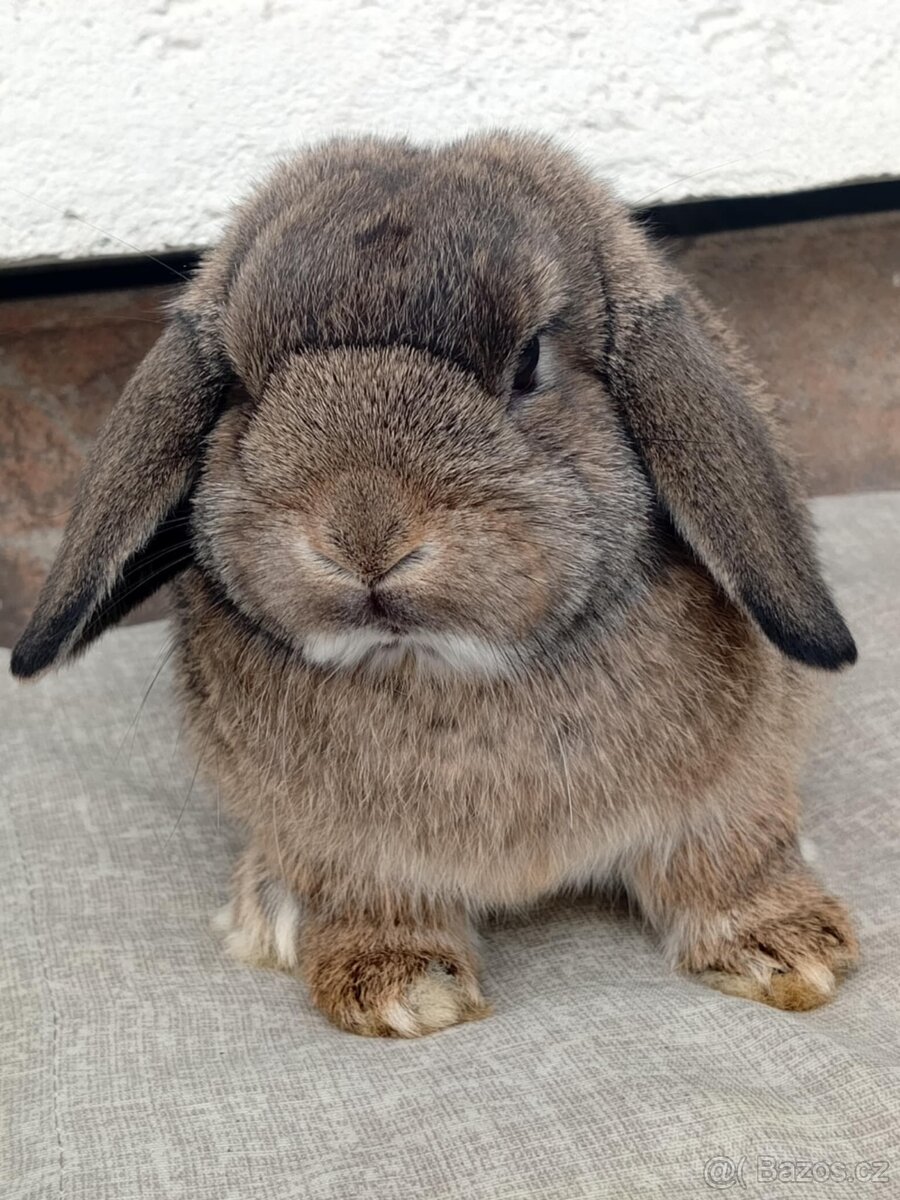 Volná samička - Anglický Zakrslý Beránek MiniLop🍑 - 11