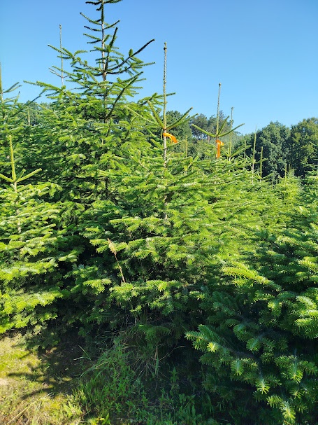 svazek větví jedle kavkazská borovice vánoční stromek - 11