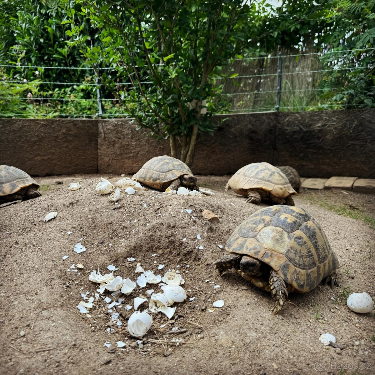 Suchozemská želva - 11