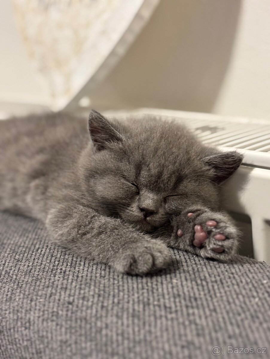 🩶Britská koťátka hledají milující domov🩶 - 11