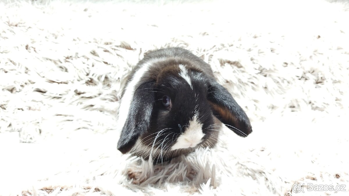 Zakrslý beránek, králíček, králík - 11