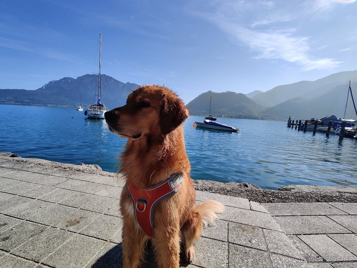 Krytí - Zlatý retrívr - 11