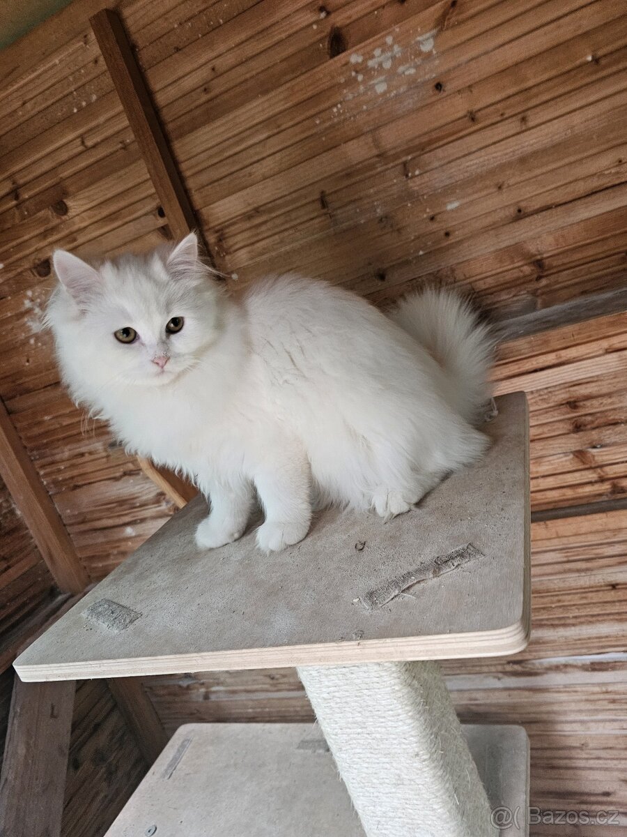 Sibiřská kočka něvská maškaráda - 11