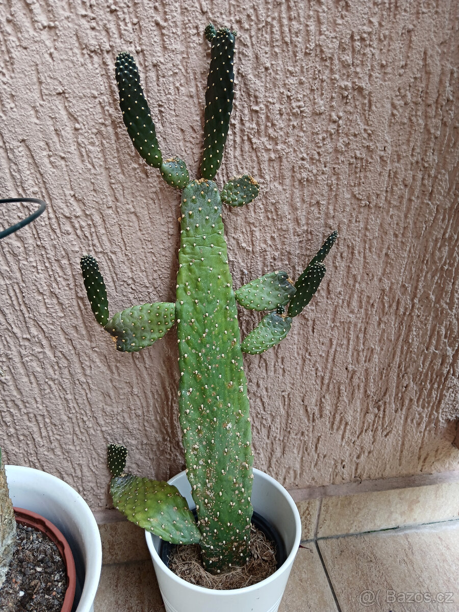 3 hodně velké kaktusy - 11