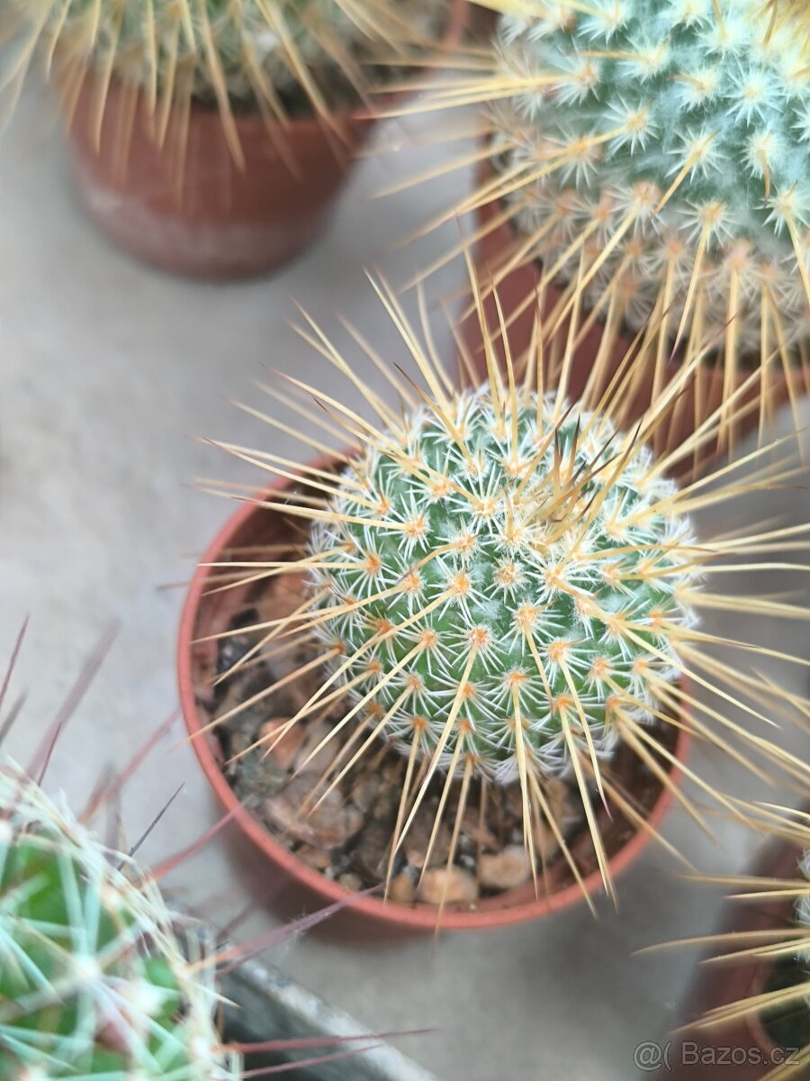 Kaktusy a sukulenty - 11