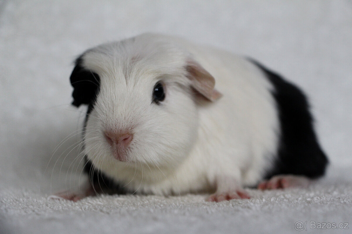 Morče, morčátko, morčata s PP - krátkosrstá - 11