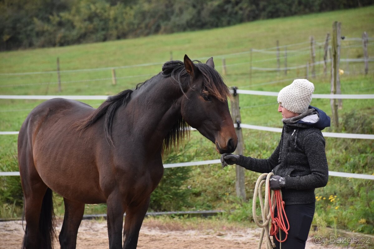 Černý LUSITANO - připouštění - 11