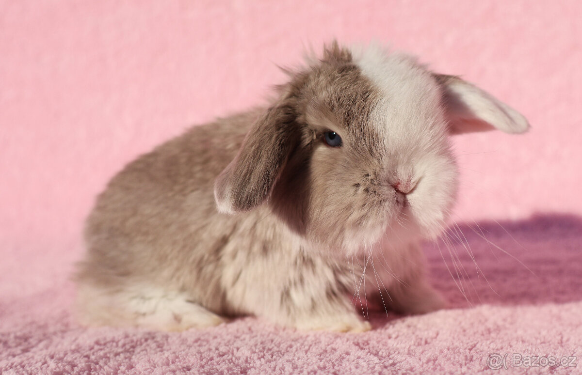 Zakrslí beránci NHD modrá očka . - 11