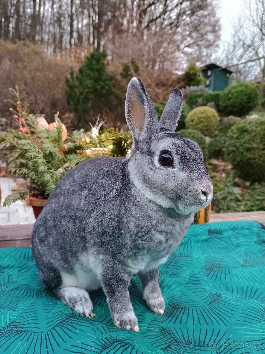 Zakrslý rex činčilový oceněná samička - 11
