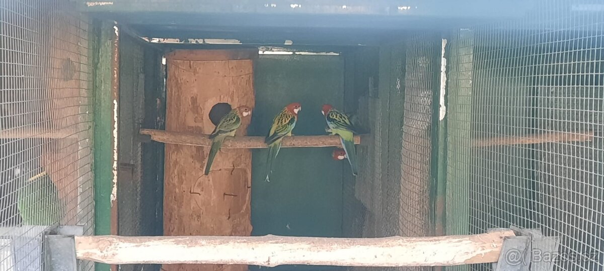 Prodám Penant červený straka, Papoušek Horský, Kakadu Růžový - 11