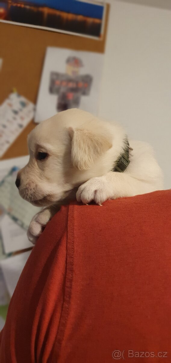 Labrador - černá a smetanová štěňátka - 11