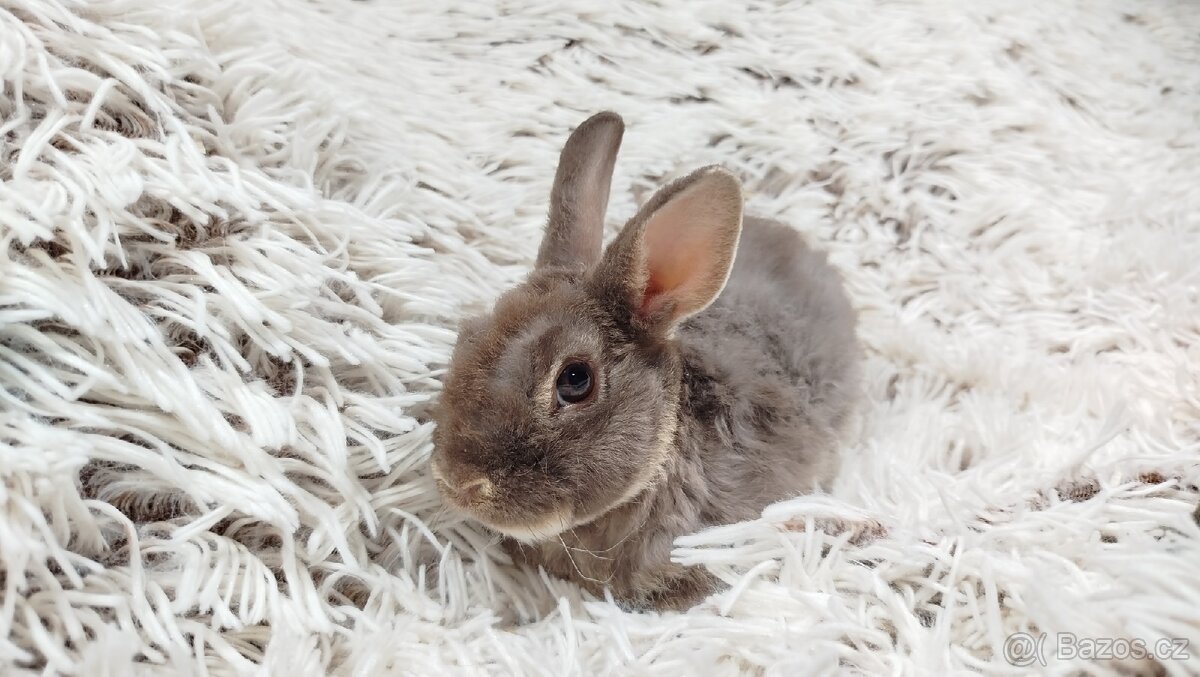 Zakrslý beránek,králíček,králík -(REX)-DIANA - 11